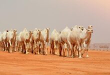 إبل سعودية في إحدى العزب تستعد للمشاركة في مهرجان مزاين الإبل 2025 في الصياهد