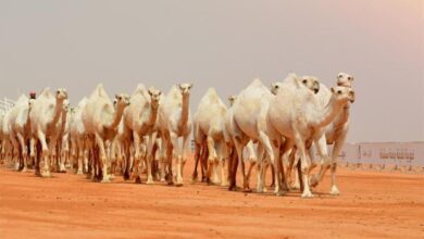 إبل سعودية في إحدى العزب تستعد للمشاركة في مهرجان مزاين الإبل 2025 في الصياهد