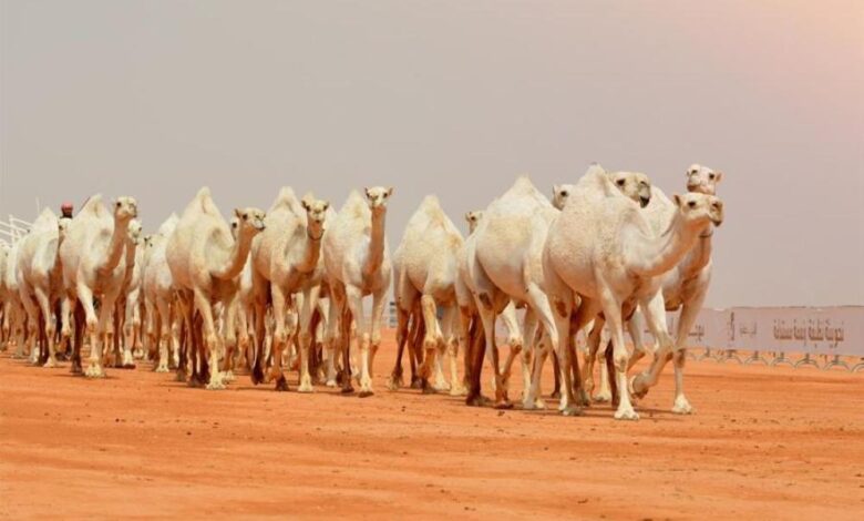 إبل سعودية في إحدى العزب تستعد للمشاركة في مهرجان مزاين الإبل 2025 في الصياهد