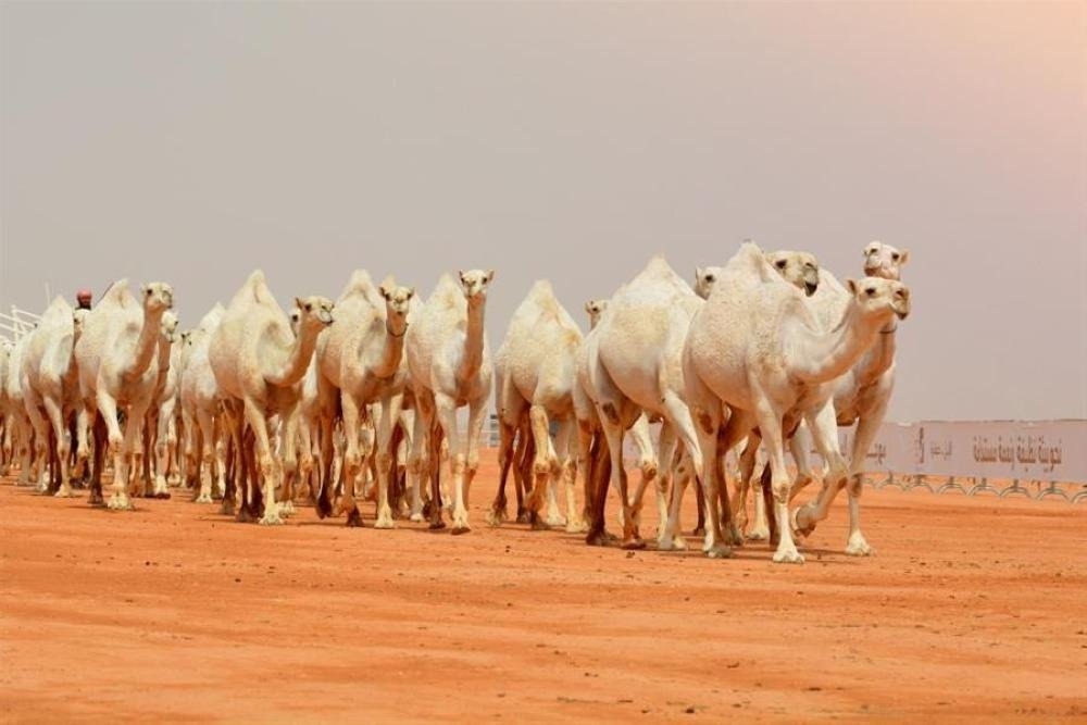 إبل سعودية في إحدى العزب تستعد للمشاركة في مهرجان مزاين الإبل 2025 في الصياهد