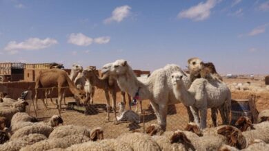 صورة لمربي إبل وأغنام في مزرعة سعودية يستفيد من دعم برنامج ريف لتحسين الإنتاج المحلي