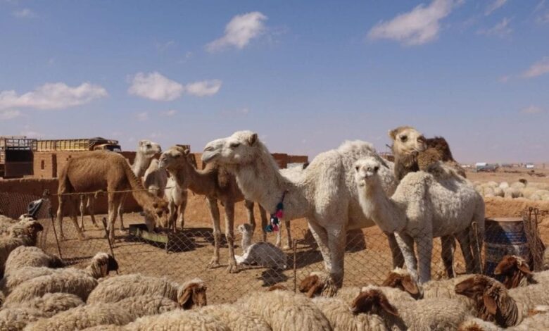 صورة لمربي إبل وأغنام في مزرعة سعودية يستفيد من دعم برنامج ريف لتحسين الإنتاج المحلي