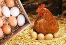 دجاج منتج للبيض في مزرعة سعودية يعتمد على أساليب علمية لتحسين جودة الإنتاج