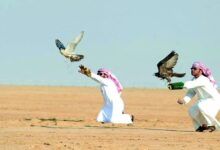 صقر سعودي يتدرب خلال فعالية نادي الصقور السعودي لعام 2025، ضمن برامج الحفاظ على التراث السعودي للصيد والصقور.