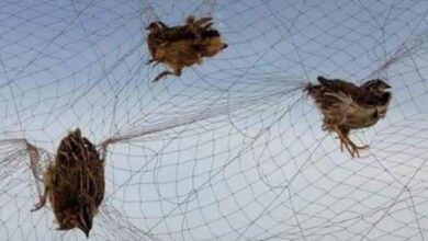 مصيدة طيور تقليدية تستخدم لصيد طائر السمان بطريقة آمنة تتوافق مع لوائح الحياة الفطرية في السعودية