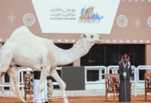 صورة من مهرجان الملك عبدالعزيز للإبل 2025 تجمع بين الإبل المشاركة والزوار في صياهد الدهناء