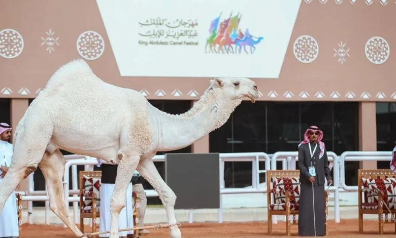 صورة من مهرجان الملك عبدالعزيز للإبل 2025 تجمع بين الإبل المشاركة والزوار في صياهد الدهناء