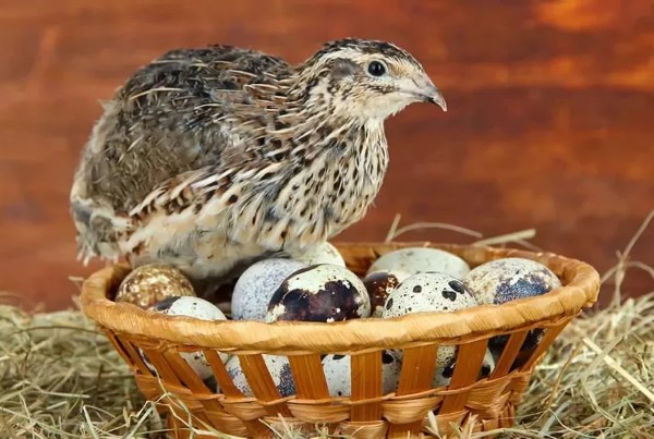 طائر السمان في مزرعة صغيرة في السعودية