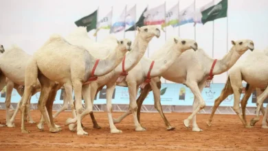 مجموعة من الإبل العربية الأصيلة تشارك في مهرجان الملك عبدالعزيز للإبل 2025 بالمملكة العربية السعودية، تعكس تراث الصحراء ودعم الدولة لمربي الإبل.