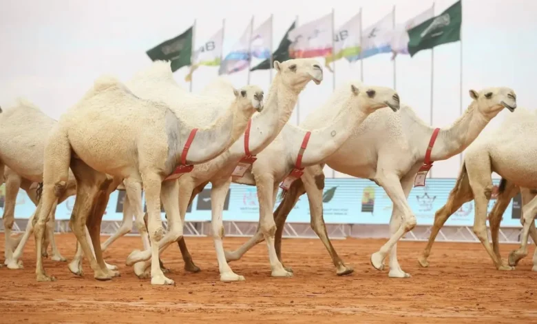 مجموعة من الإبل العربية الأصيلة تشارك في مهرجان الملك عبدالعزيز للإبل 2025 بالمملكة العربية السعودية، تعكس تراث الصحراء ودعم الدولة لمربي الإبل.