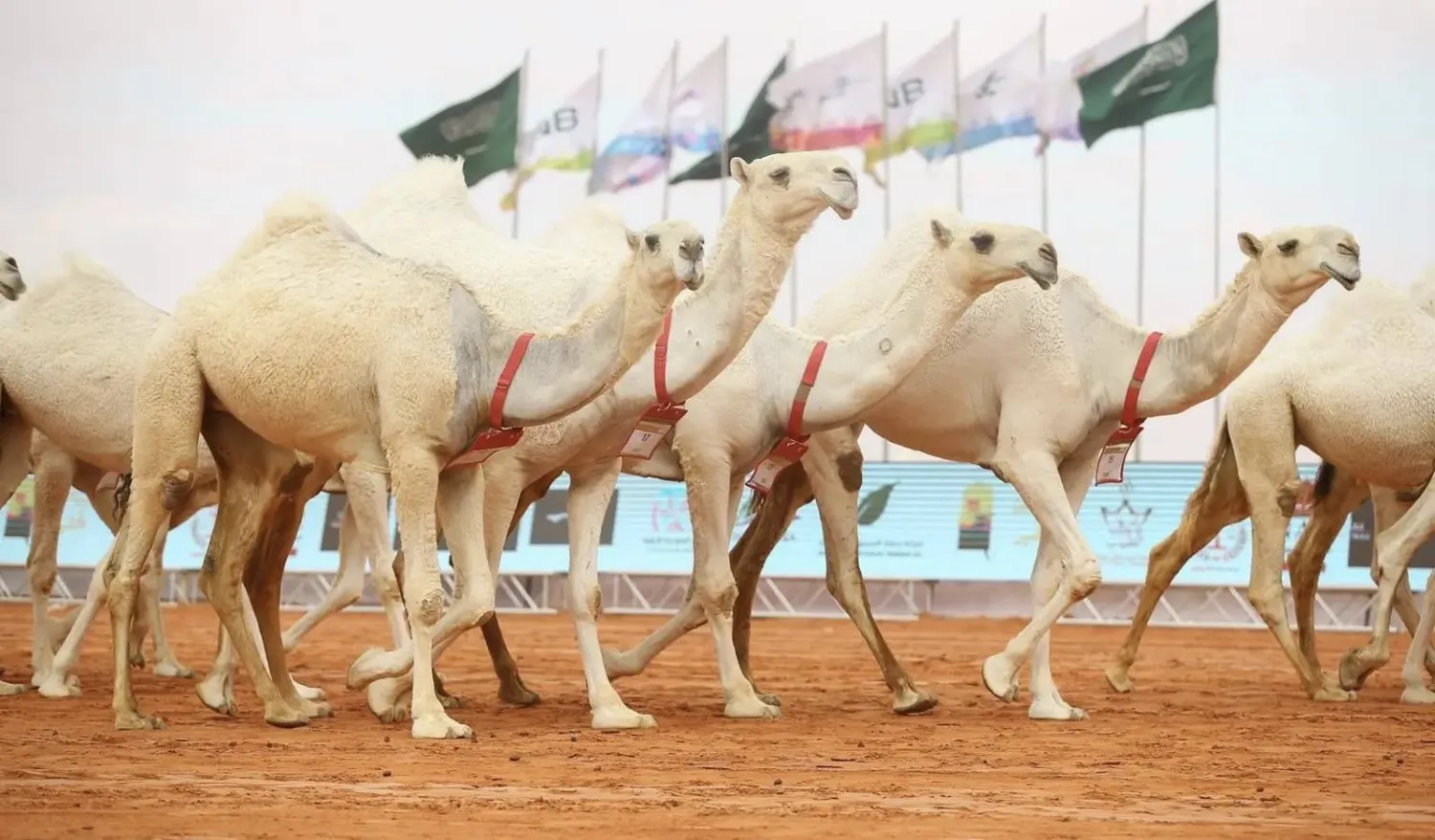 مجموعة من الإبل العربية الأصيلة تشارك في مهرجان الملك عبدالعزيز للإبل 2025 بالمملكة العربية السعودية، تعكس تراث الصحراء ودعم الدولة لمربي الإبل.