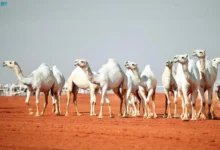 مجموعة من الإبل الأصيلة في مهرجان الملك عبدالعزيز للإبل 2025 ضمن فعاليات نادي الإبل السعودي