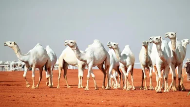 مجموعة من الإبل الأصيلة في مهرجان الملك عبدالعزيز للإبل 2025 ضمن فعاليات نادي الإبل السعودي