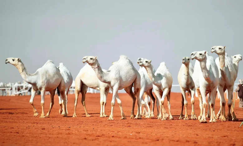 مجموعة من الإبل الأصيلة في مهرجان الملك عبدالعزيز للإبل 2025 ضمن فعاليات نادي الإبل السعودي