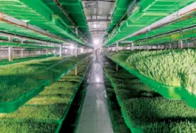 صورة توضح أنواع الأعلاف المستخدمة في السعودية لتغذية الإبل والغنم الحري والنعيمي والطلي داخل المزارع وحراج الأنعام.