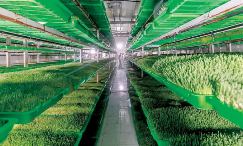 صورة توضح أنواع الأعلاف المستخدمة في السعودية لتغذية الإبل والغنم الحري والنعيمي والطلي داخل المزارع وحراج الأنعام.