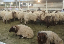 صورة لأغنام النعيمي السعودي ذات اللون الأبيض والرأس البني في مزرعة سعودية