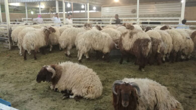 صورة لأغنام النعيمي السعودي ذات اللون الأبيض والرأس البني في مزرعة سعودية