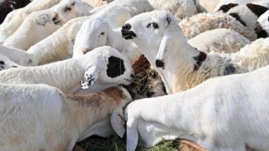 ماشية داخل حظيرة دافئة في السعودية خلال موسم الشتاء، ضمن جهود وزارة البيئة والمياه والزراعة لحماية الماشية من البرد