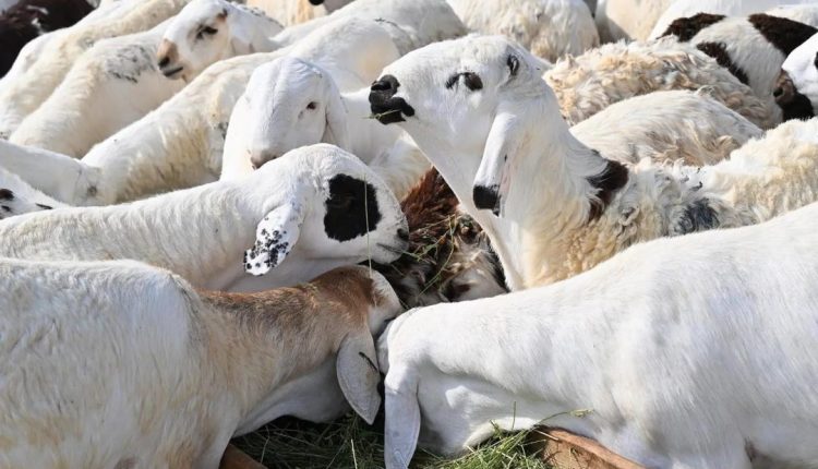 ماشية داخل حظيرة دافئة في السعودية خلال موسم الشتاء، ضمن جهود وزارة البيئة والمياه والزراعة لحماية الماشية من البرد