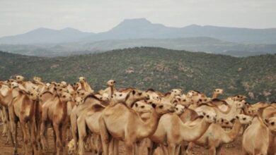 إبل سعودية تتغذى في مزرعة حديثة ضمن برامج وزارة البيئة والمياه والزراعة لدعم الاستدامة في تربية الإبل وتحسين إنتاج الألبان واللحوم لعام 2025.