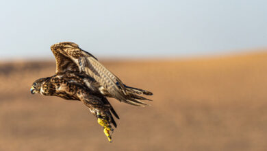 صقر أثناء تدريب مشترك ضمن فعالية ينظمها نادي الصقور السعودي