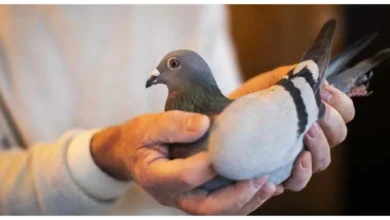 حمام السعودي الأصيل في مزرعة مخصصة لتربية الحمام بالرياض، تعكس اهتمام المربين بتطوير مشاريع تربية الحمام في السعودية.