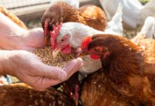 صورة لدواجن داخل مزرعة مجهزة بنظام تدفئة وتهوية حديث لحمايتها من أمراض الشتاء في السعودية