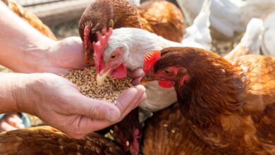 صورة لدواجن داخل مزرعة مجهزة بنظام تدفئة وتهوية حديث لحمايتها من أمراض الشتاء في السعودية