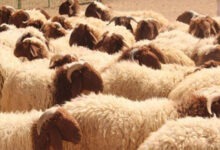 مجموعة من الخراف ترعى في مزرعة سعودية تعكس تطور تربية المواشي وجهود دعم المربين في تحقيق الاكتفاء الذاتي.