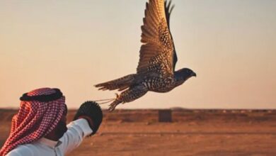 صورة لإبل وصقور في السعودية خلال فصل الشتاء مع مراعاة الرعاية الصحية والتغذية المناسبة للحفاظ على صحتها وأدائها.