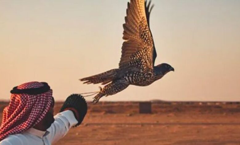 صورة لإبل وصقور في السعودية خلال فصل الشتاء مع مراعاة الرعاية الصحية والتغذية المناسبة للحفاظ على صحتها وأدائها.