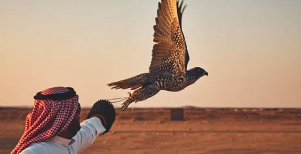 صورة لإبل وصقور في السعودية خلال فصل الشتاء مع مراعاة الرعاية الصحية والتغذية المناسبة للحفاظ على صحتها وأدائها.