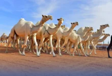 جمال عربية أصيلة تشارك في مهرجان الملك عبدالعزيز للإبل ضمن فعاليات التراث السعودي التي تجمع بين مربي الإبل والصقارين.