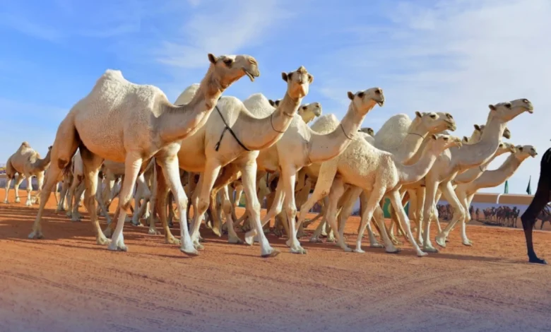 جمال عربية أصيلة تشارك في مهرجان الملك عبدالعزيز للإبل ضمن فعاليات التراث السعودي التي تجمع بين مربي الإبل والصقارين.