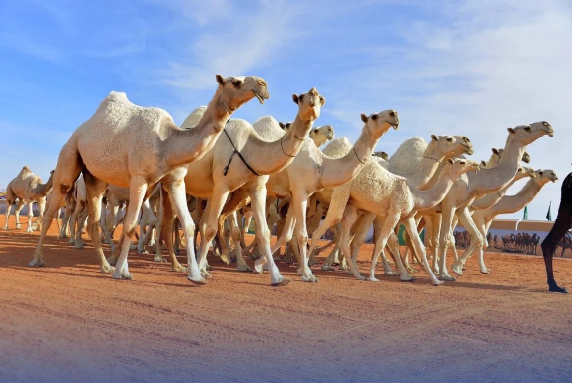 جمال عربية أصيلة تشارك في مهرجان الملك عبدالعزيز للإبل ضمن فعاليات التراث السعودي التي تجمع بين مربي الإبل والصقارين.