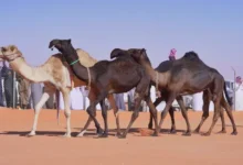 مربي إبل وصقّار سعودي يعرضان الجمال والصقور في فعالية مشتركة ضمن عام الإبل 2024 ونادي الصقور السعودي