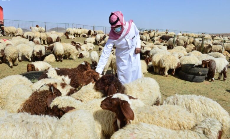 مربي مواشي سعودي يقوم بفحص صحة المواشى ضمن مبادرات العناية بالمواشي التي أطلقتها وزارة البيئة والمياه والزراعة في السعودية لعام 2025.