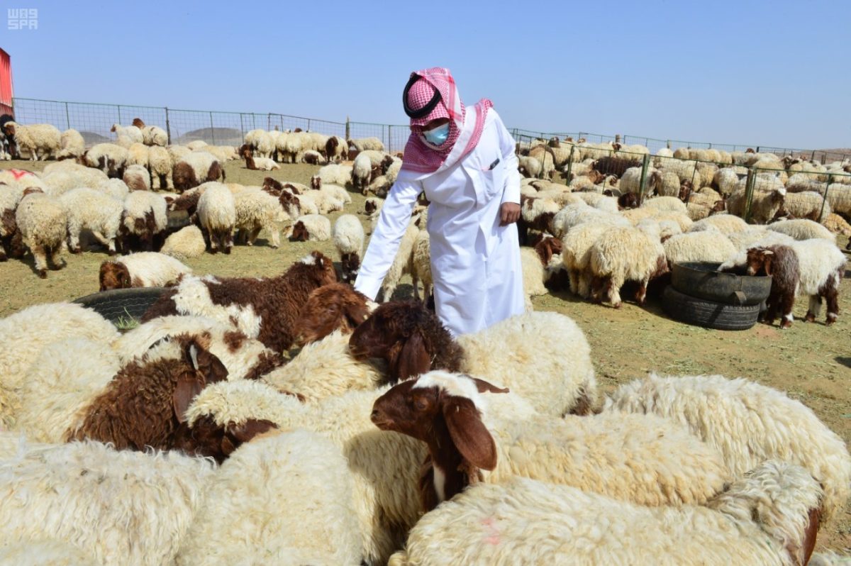 مربي مواشي سعودي يقوم بفحص صحة المواشى ضمن مبادرات العناية بالمواشي التي أطلقتها وزارة البيئة والمياه والزراعة في السعودية لعام 2025.