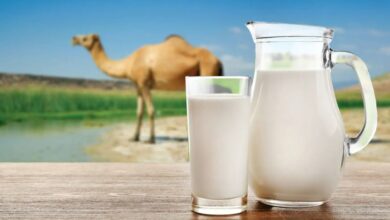 كوب من حليب الإبل الطازج في السعودية يعبر عن التراث الغذائي والصحي للمملكة