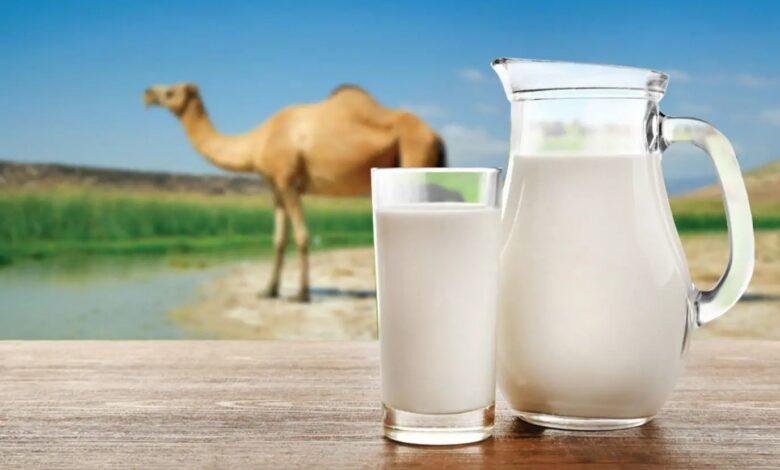 كوب من حليب الإبل الطازج في السعودية يعبر عن التراث الغذائي والصحي للمملكة