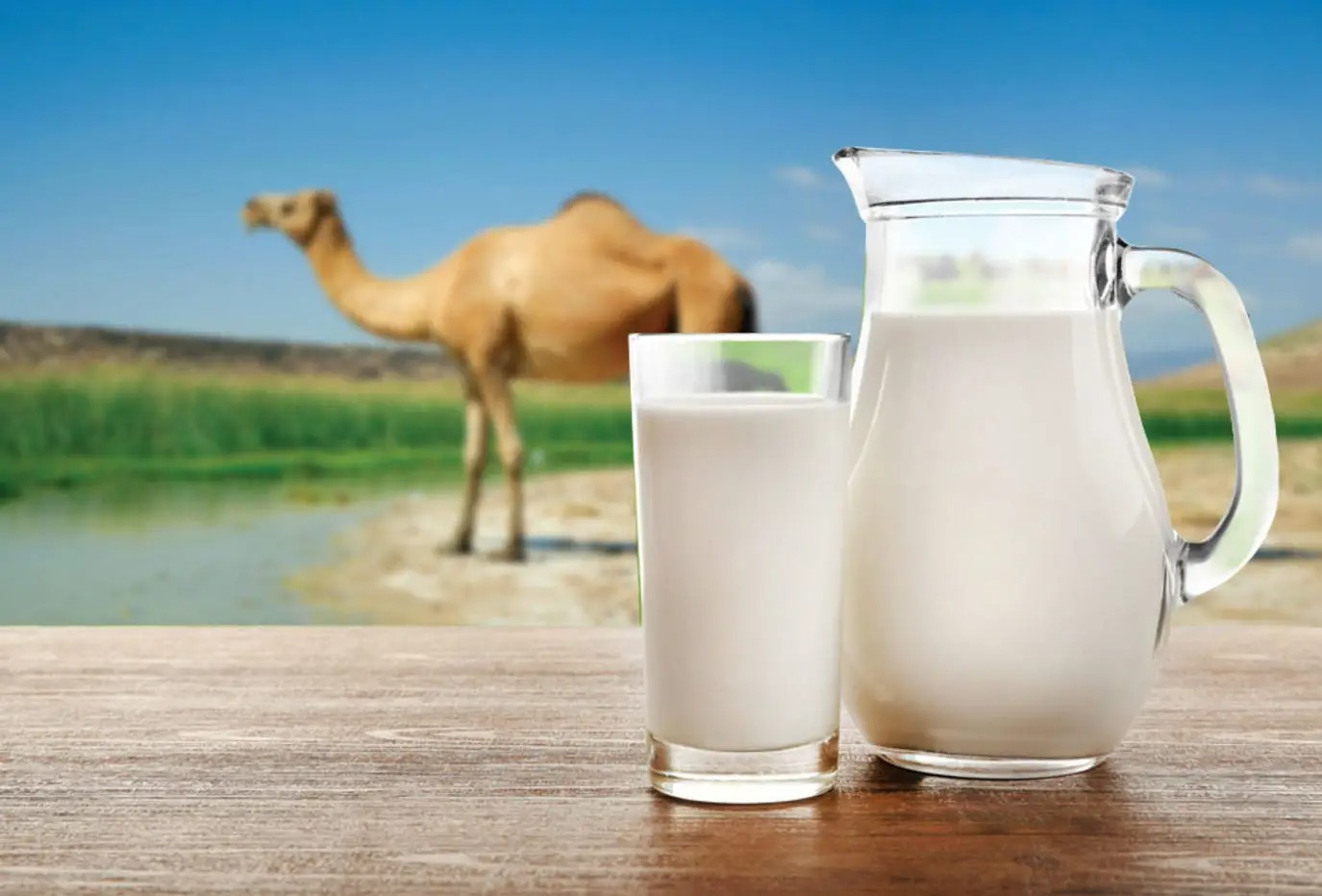 كوب من حليب الإبل الطازج في السعودية يعبر عن التراث الغذائي والصحي للمملكة