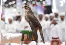 صقر في فعالية مشتركة بين نادي الصقور السعودي ومهرجان الملك عبدالعزيز للإبل 2025