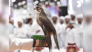 صقر في فعالية مشتركة بين نادي الصقور السعودي ومهرجان الملك عبدالعزيز للإبل 2025