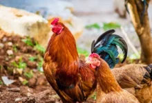 صورة لدجاج بلدي سعودي يُربى في فناء منزل ريفي ضمن مشروع صغير للأسر المنتجة