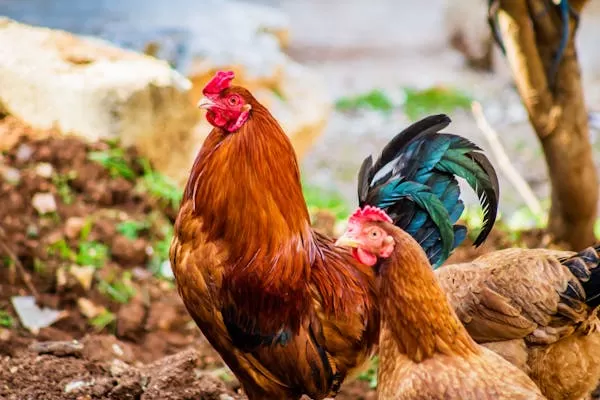 صورة لدجاج بلدي سعودي يُربى في فناء منزل ريفي ضمن مشروع صغير للأسر المنتجة