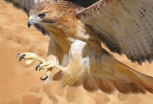 صقر سعودي في فعالية نادي الصقور السعودي لعام 2025، معروض في إطار الحفاظ على التراث السعودي للصيد والصقور.