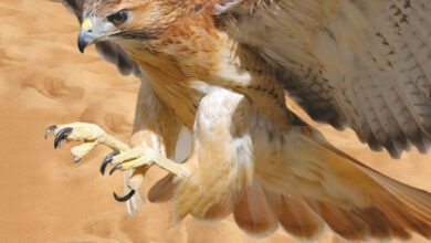 صقر سعودي في فعالية نادي الصقور السعودي لعام 2025، معروض في إطار الحفاظ على التراث السعودي للصيد والصقور.