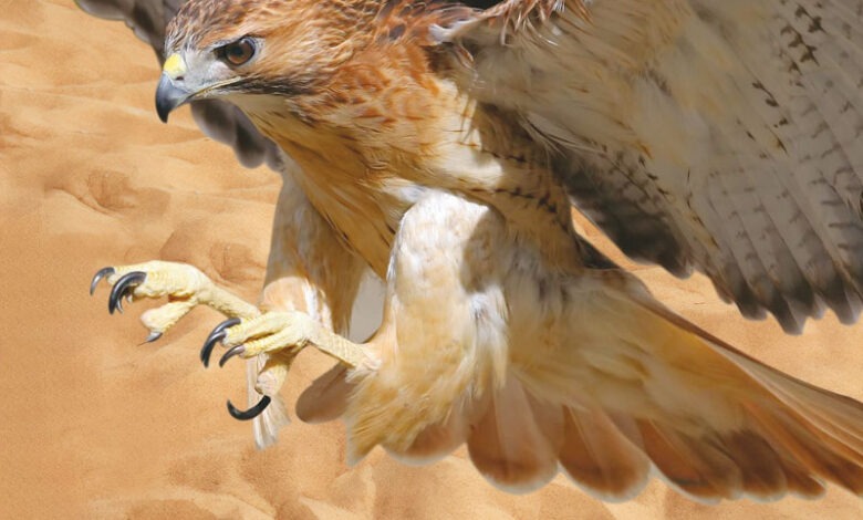 صقر سعودي في فعالية نادي الصقور السعودي لعام 2025، معروض في إطار الحفاظ على التراث السعودي للصيد والصقور.