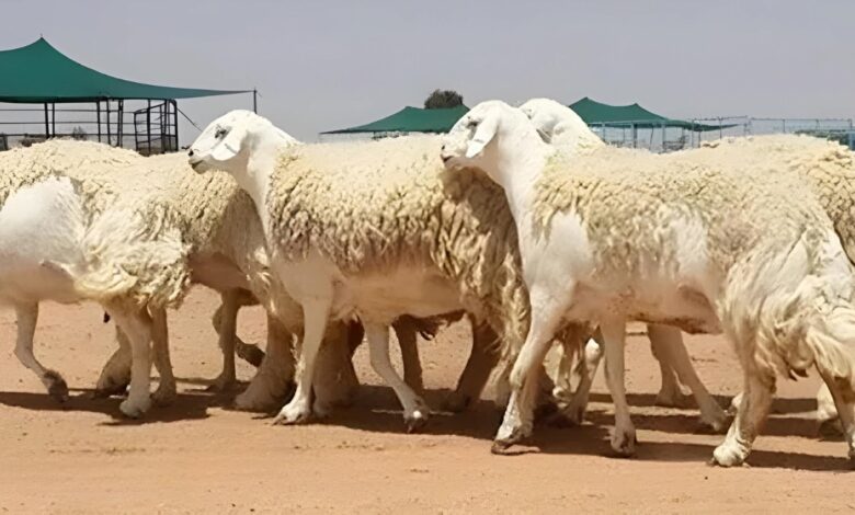 قطيع من الأغنام النعيمية والحري في صحراء نجد السعودية، يرمز إلى التراث الأصيل وتطور تربية المواشي في المملكة